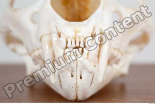 Skull photo reference 0039